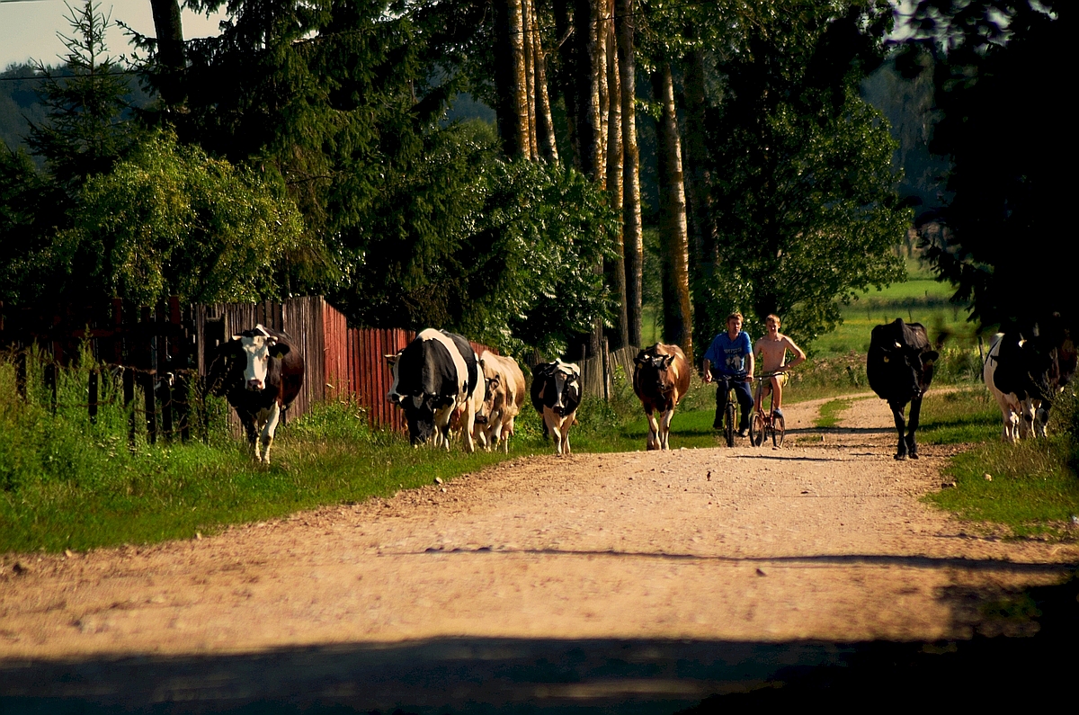 Kielki i mikroliscie w regionalnych paczkach z Podlasia – praktyczny przewodnik