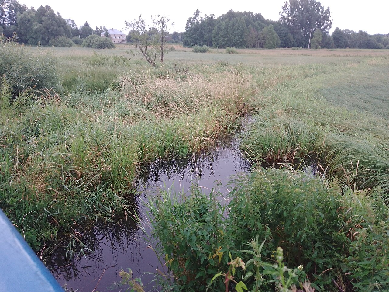 Miody odmianowe z Podlasia – przewodnik dla klientów i małych sprzedawców
