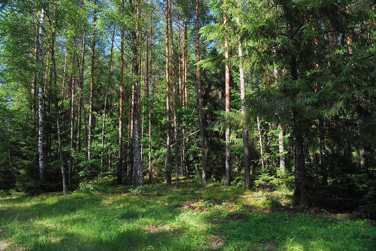 Świeże i suszone zioła z Podlasia – przewodnik dla klientów i małych sprzedawców